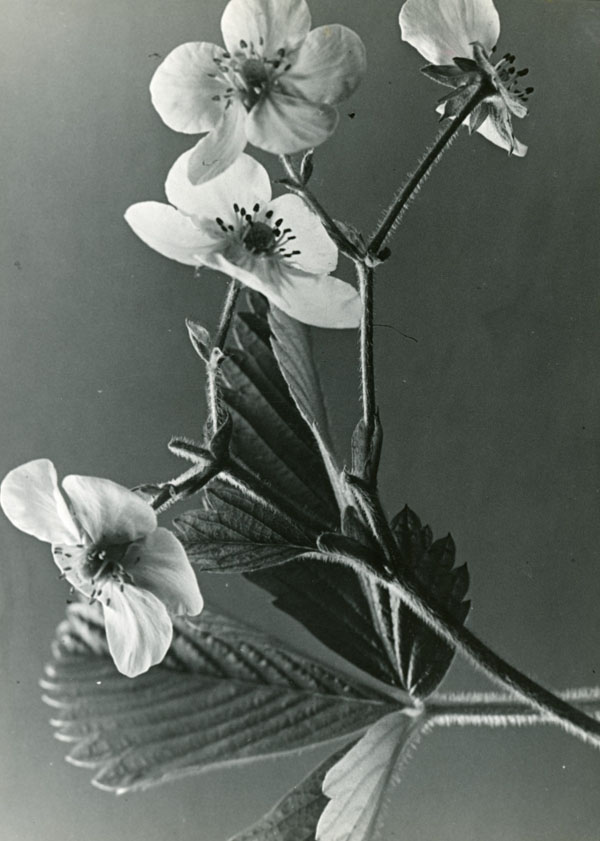 Flower Power Festival - H. Wendling Blumen