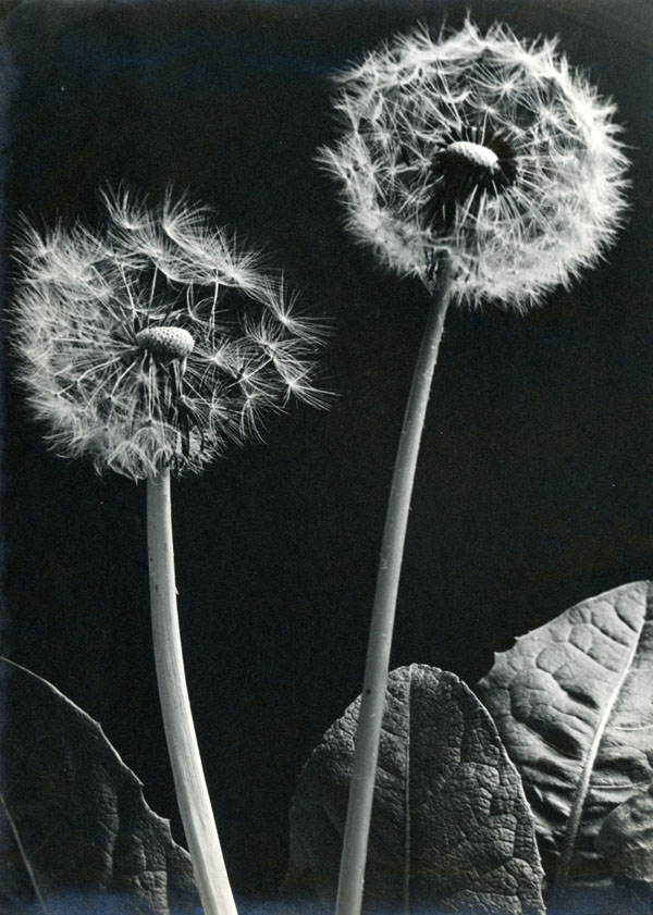 Flower Power Festival - H. Wendling Blumen