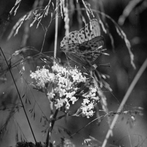 Herbert Wendling - Blumen