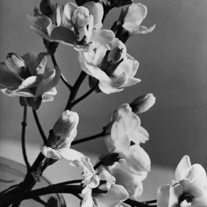 Herbert Wendling - Blumen