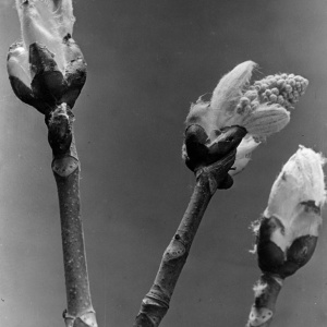 Herbert Wendling - Blumen