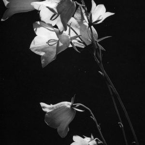 Herbert Wendling - Blumen