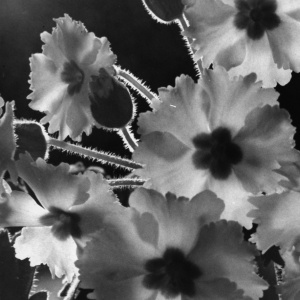 Herbert Wendling - Blumen