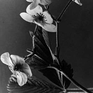 Herbert Wendling - Blumen