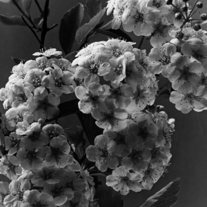 Herbert Wendling - Blumen