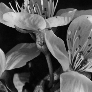 Herbert Wendling - Blumen