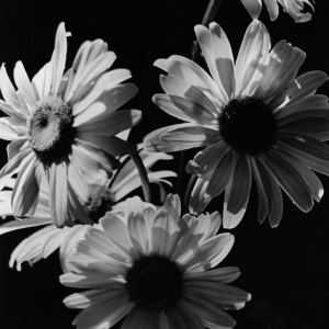 Herbert Wendling - Blumen