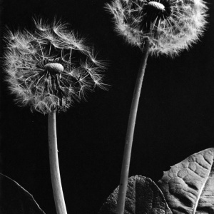 Herbert Wendling - Blumen