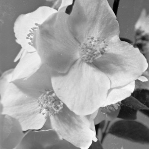 Herbert Wendling - Blumen