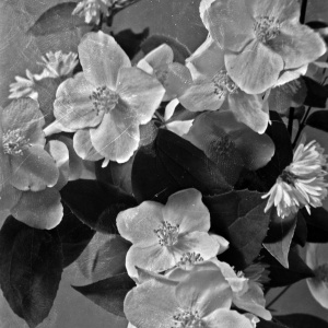 Herbert Wendling - Blumen